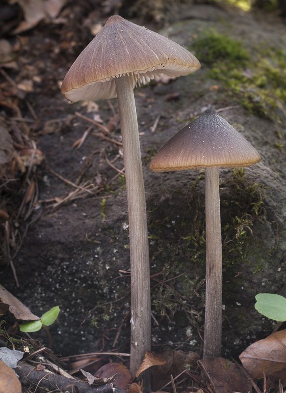 Entoloma hirtipes